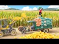 Download Lagu Harvesting a Truckload of Corn From Villagers, Use Truck Transport Corn Go To Market Sell