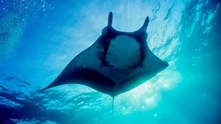 Giant Manta Ray Conservation [Interview with Erick Higuera]