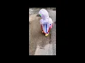 Chinese amogus kid walks in the rain while singing super idol