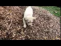 PuppyFinder com AKC English Labs