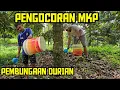 Lagu 🟠🟠PENGOCORAN MKP UNTUK PEMBUNGAAN DURIAN 💯🌳