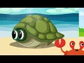 Turtle Song | ECPC - Nursery Rhymes Education & More @ECPC4U