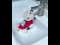 Lagu Pudi pudi pudding song japanese cute little dog in sink drinking water | white poodle puppy