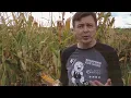 St Baldrick s Maze at Westview Orchards