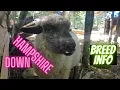 Hampshire Down Sheep - Information