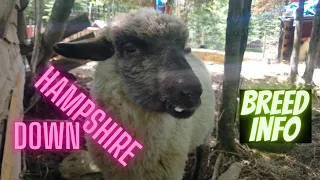 hampshire down sheep information video