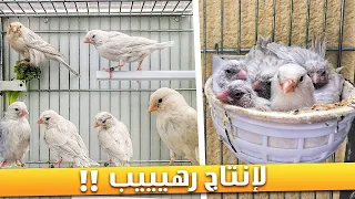 كيف تبدأ الإنتاج من طيور الكناري بسرعة 