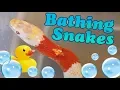 How to Give Snakes a Bath