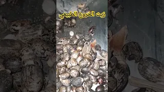 شاهد كيفية استخراج زيت الخروع الطبيعي المفيد للشعر وجهاز المناعة زيت الخروع 
