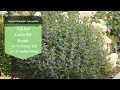 Plant Of The Day July 13 - July 19 30 Off Proven Winners Plants
