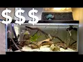How Much Does It Cost To Set Up a Turtle Tank