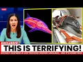 Download Lagu Wetenschappers hebben eindelijk de taal van dolfijnen gekraakt met behulp van AI... Wat er werd g...