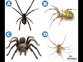 How to Identify Dangerous Spiders HomeTeam Pest Defense