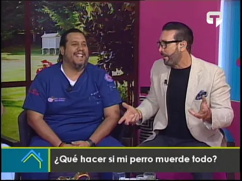 ¿Qué hacer si mi perro muerde todo?