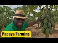 Lagu Panuka Papaya Plantation