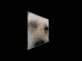 xbox 360 dog pfp