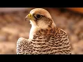 Download Lagu Peregrine Falcon Sounds | Peregrine Falcon Sound Effects | Peregrine Falcon Call | Falcon Noises