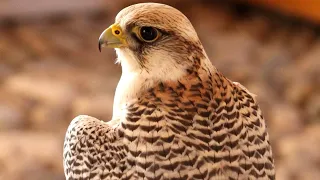 Peregrine Falcon Sounds Peregrine Falcon Sound Effects Peregrine Falcon Call Falcon Noises 