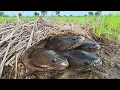 Download Lagu WOW amazing fishing! a fisherman skill catching fish a lots at rice field near the road by best hand
