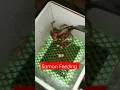 Download Lagu Samon Feeding Time!