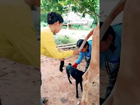 Starting with bringing the dog to meet the cow