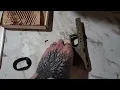 FDE GG magwell is here