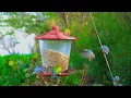 8 Hours of Hawaii Birds Love Parrots Java Finches with Relaxing Nature Sounds Great Escapes