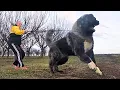 ZAFIR transforms into a GODZILLA
