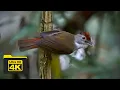 Download Lagu RUFOUS-CROWNED BABBLER | BIRDS OF BORNEO | YCLEE PHOTOGRAPHY MP3