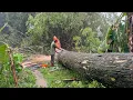 Lagu Cutting down a big tree in the rain!