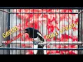 Download Lagu Kacer Gacor Isian Mewah! Roll Tembak Speed Rapat Buat Kacer Lain Auto Respon! Buktikan !!!