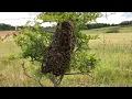Download Lagu How To Catch \u0026 Re-home A Swarm Of Bees With Cotswold Bees