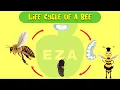 Honeybee Life Cycle All about Honeybees