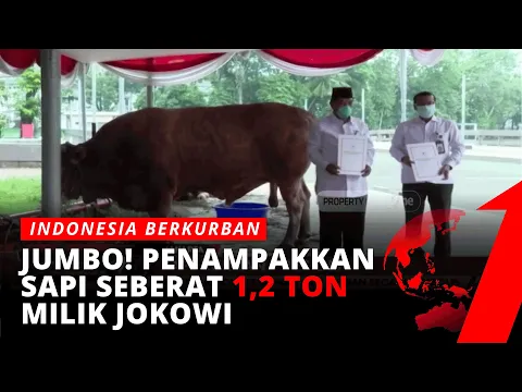 Presiden Jokowi Serahkan Sapi Kurban Seberat 1,2 Ton ke Masjid Istiqlal