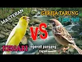 Download Lagu Masteran kenari gacor vs gereja tarung gacor full ngeroll 1 jam nonstop!!!!