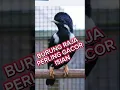 Download Lagu burung raja perling gacor, #burung raja perling sulawesi,#burung #birds #suara