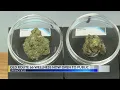Springfield s medical marijuana dispensary opens to the public