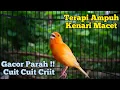 Kenari Gacor Panjang Cuit Cuit Emosi, Pancingan Kenari Paud Belajar Bunyi, terapi ampuh kenari macet