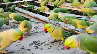 Feeding Sunflower seeds for parrots evening 27/10/2026 #birdfeeder