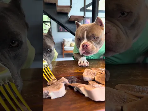 Língua Bovina para meus Bullys 🐾 Uma ótima proteína para a dieta 🐾🐾