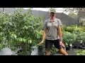 Discover the Magic of the Banana Shrub