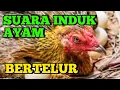 Download Lagu SUARA AYAM SETELAH BERTELUR 🔴 SUARA INDUK AYAM
