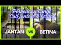 Download Lagu Perbedaan bunyi pleci call  jantan dan pleci call betina