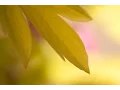 Download Lagu 110. Surah an nasr - Saad al Ghamdi