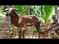 Download Lagu DIWALI SPECIAL MUTTON CURRY | தீபாவளி கெடா கரி விருந்து | Village Traditional Mutton Recipe |Grandpa