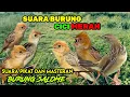 Download Lagu SUARA BURUNG CICI MERAH GACOR