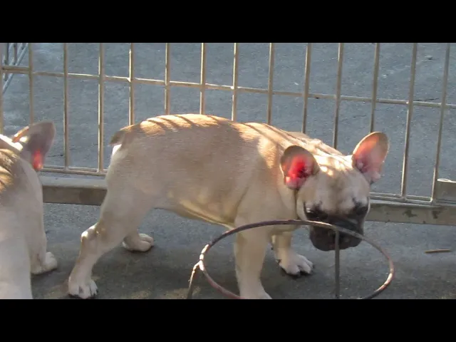 動画