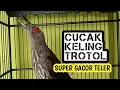 Lagu cucak keling trotol gacor teler