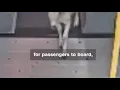 Caught on camera Pygmy goats board bus in Portland Oregon