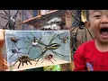 Download Lagu Spider Hunting Around the House: Catch Giant Golden Spiders, Weaver Spiders, and Weevils